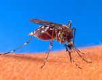 250px-Aedes_aegypti_biting_human